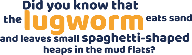 Wusstest du, dass der Wattwurm Sand frisst und spaghettiförmige Häufchen im Watt hinterlässt?